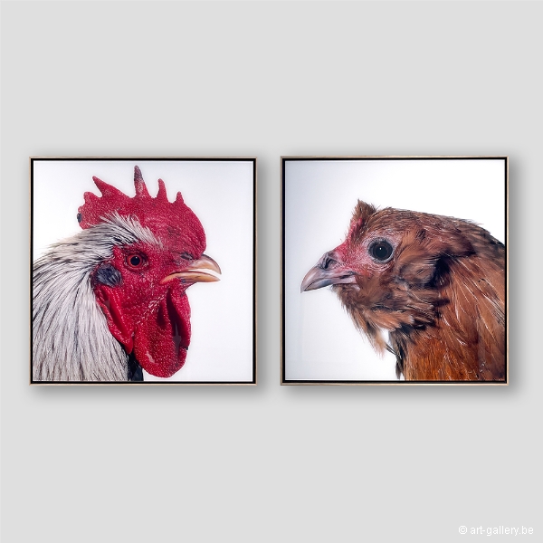 VANMECHELEN Koen - Mechelse Dresdner (M) x Dutch Owlbeard (F)